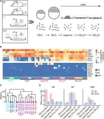 Differential Transcriptomes and Methylomes of Trophoblast Stem Cells From Naturally-Fertilized and Somatic Cell Nuclear-Transferred Embryos